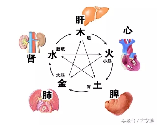 中医养生之脏腑奥秘：探寻内在平衡与健康密码