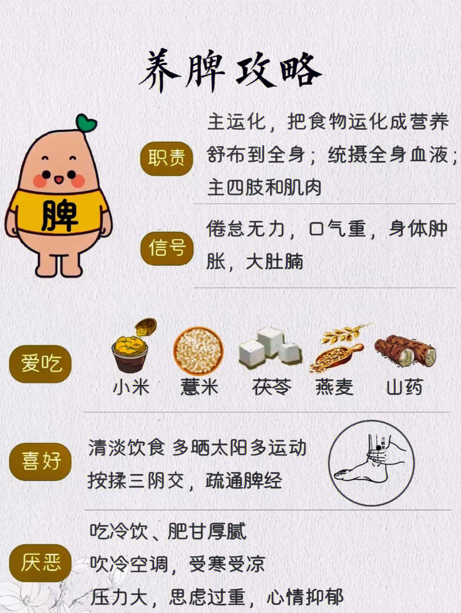 中医养脾之道，开启健康养生新篇章