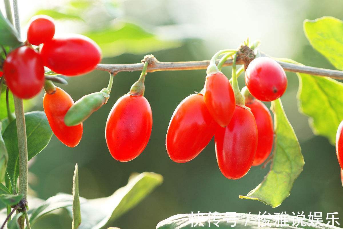枸杞对三高的影响及作用，这些你知道吗？