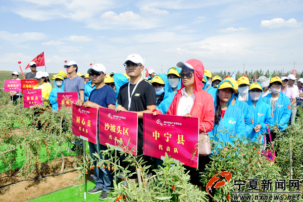 红杞飘香迎枸杞节 八方宾朋共品鲜杞话丰收