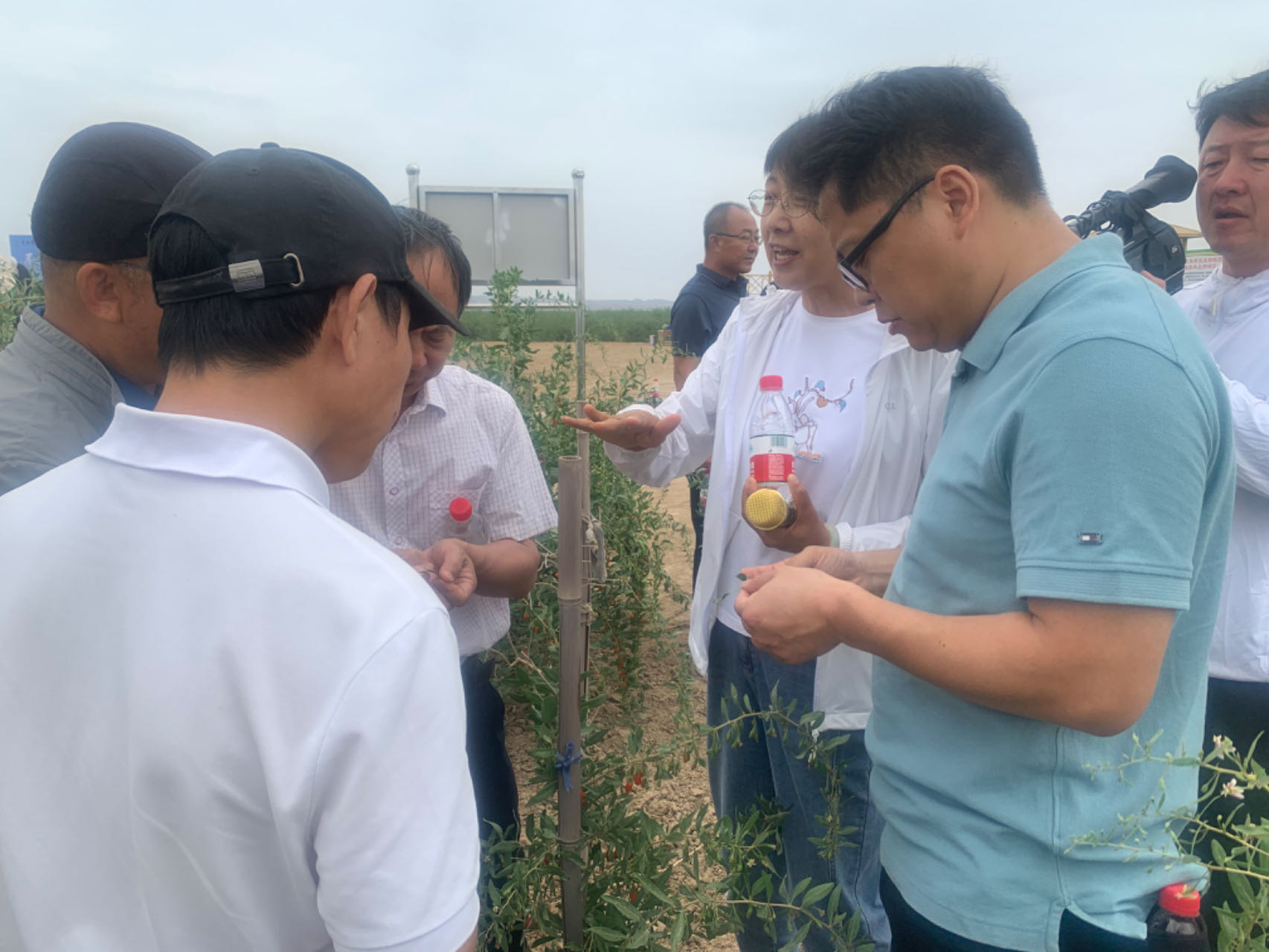 枸杞主产区遭灾害侵袭 种植户减产损失引发关注