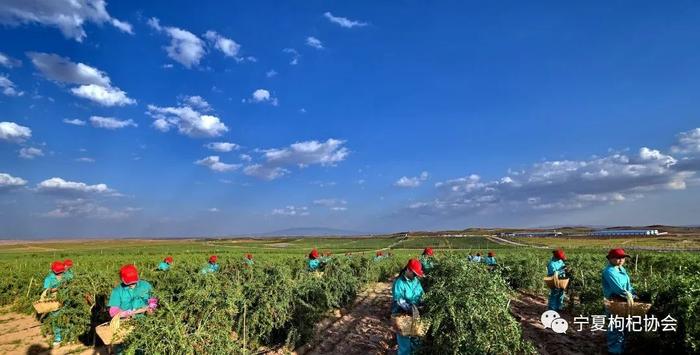 枸杞品牌体系构建：全方位打造独特魅力与市场竞争力