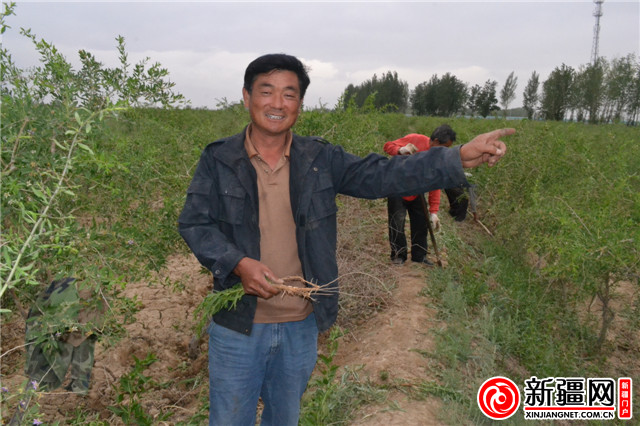 红枸杞串起家庭农场的甜蜜增收路