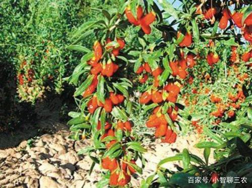常见枸杞品种大盘点 不同品类的特点与区分技巧