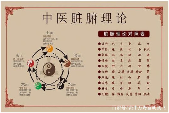 中医养生之道：精准调理脏腑，焕发身体内在活力