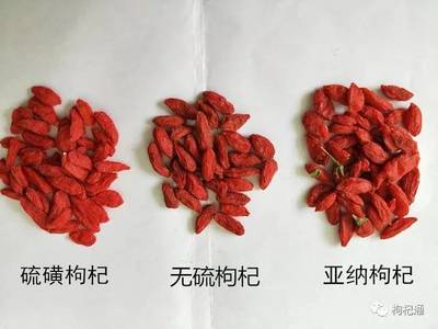市面上常见枸杞品种及其核心特点介绍