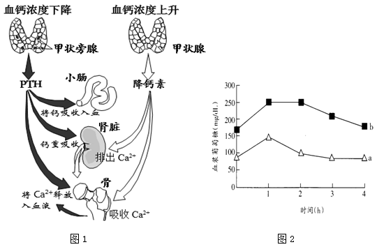 枸杞养护骨骼的科学依据与日常食用指南